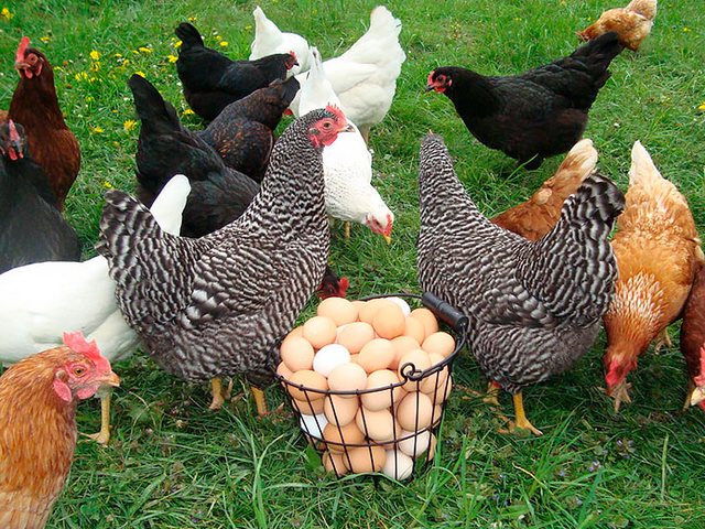 Содержание кур и уход за ними | ЗооТом - продажа, вязка и услуги для животных в Николаевске-на-Амуре Содержание кур и уход за ними | ЗооТом - продажа, вязка и услуги для животных в Николаевске-на-Амуре