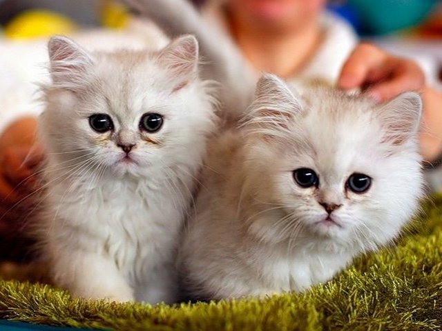 Породы кошек в Николаевске-на-Амуре | ЗооТом портал о животных