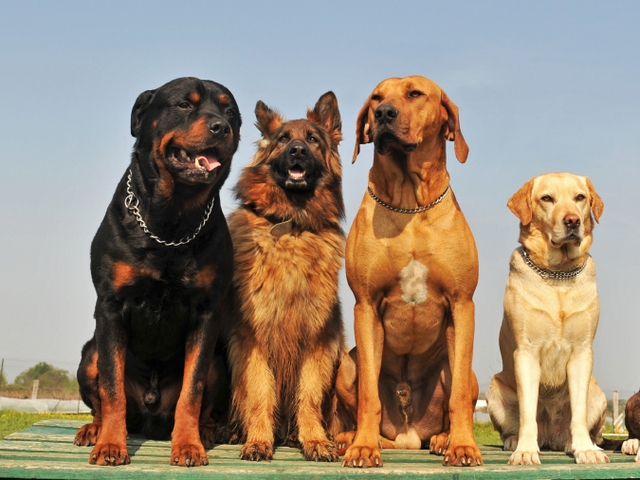 Крупные породы собак в Николаевске-на-Амуре | ЗооТом портал о животных