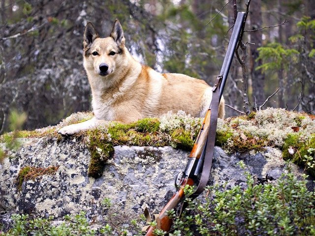 Все о собаках в Николаевске-на-Амуре Все о собаках в Николаевске-на-Амуре