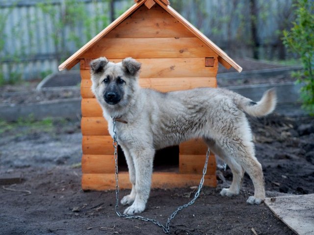 Все о собаках в Николаевске-на-Амуре Все о собаках в Николаевске-на-Амуре